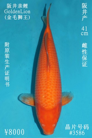 8000 阪井介子41cm  母魚 3586 no.1000 IMG_1550_1